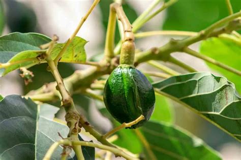 What is the Best Fertilizer for Avocado Trees - Gardenia Organic