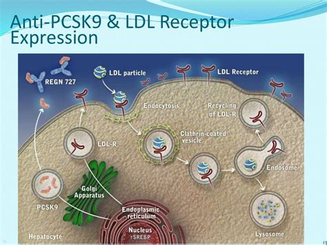 Pcsk 9 inhibitors