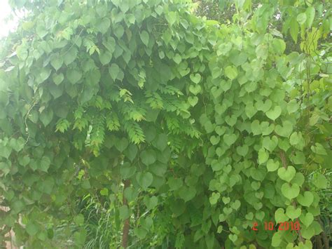 Dioscorea esculenta ( ដំឡូងដៃខ្លា ) | Scientific name: Diosc… | Flickr