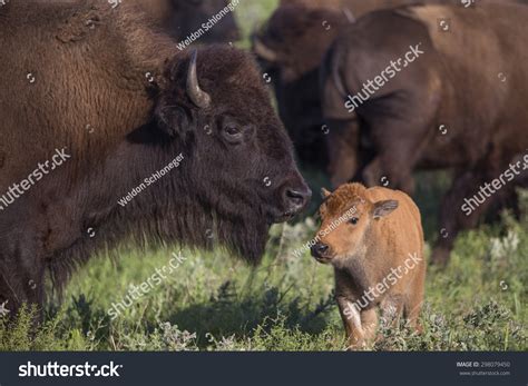 American Bison Cow Calf Maxwell Wildlife Stock Photo 298079450 ...