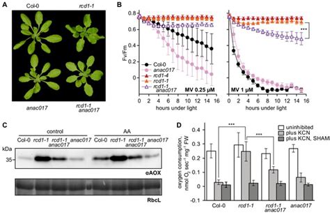 Arabidopsis Rcd1 Coordinates Chloroplast And Mitochondrial Functions