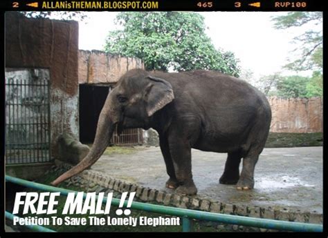 Petition To Save Mali, The Lone Elephant At Manila Zoo | ALLAN THE MAN