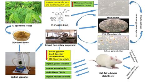 Plants Free Full Text Evaluation Of The Antidiabetic And Insulin