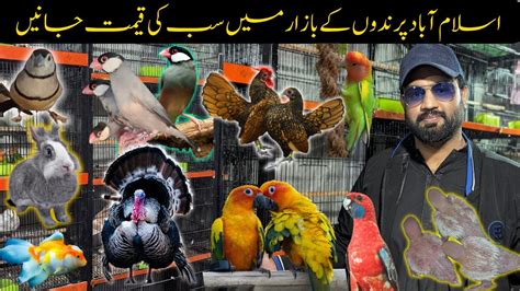 Itwar Bazar Islamabad Birds Birds Prices In Islamabad Fancy Hens