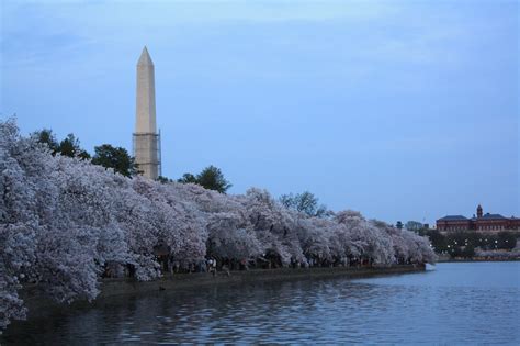 Cherry Blossom Festival Dc Felicity Blake