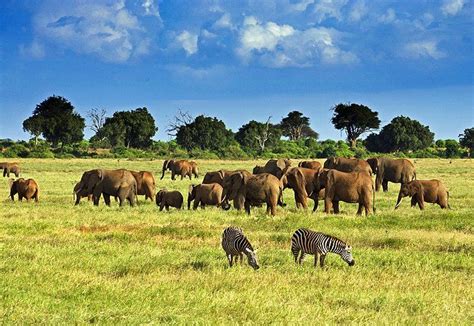 African Savanna Herbivores - Pets Lovers