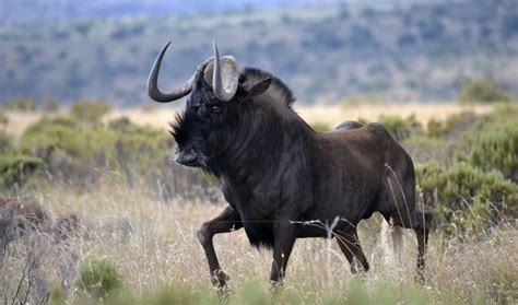 Black wildebeest - Alchetron, The Free Social Encyclopedia