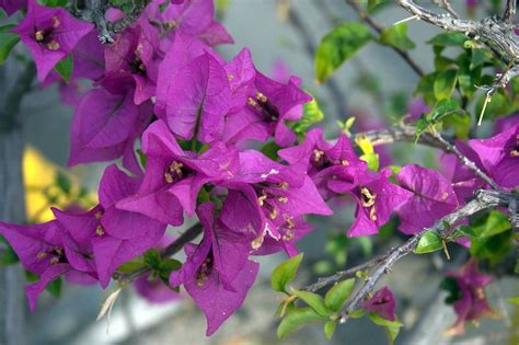 ブーゲンビリアの花言葉・フラワーアレンジメントおしゃれなお祝い花通販sakaseru