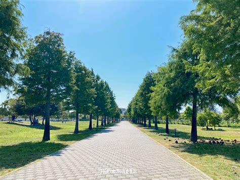 南興公園 萬坪公園 台中北屯超可愛米奇樹、落雨松大道，ig打卡假日野餐好去處 巧莉的世界流浪筆記