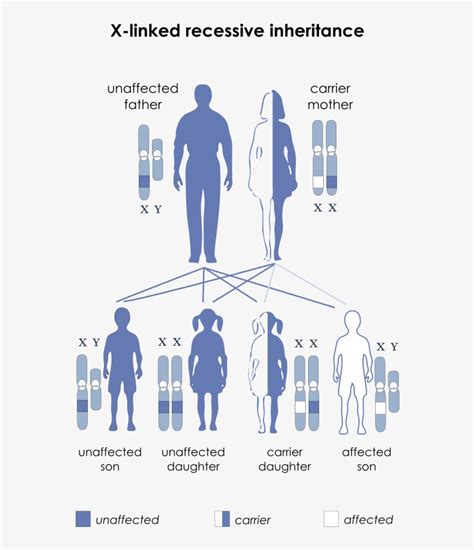 Autosomes Vs Sex Chromosomes Sex Linked Recessive PNG Image