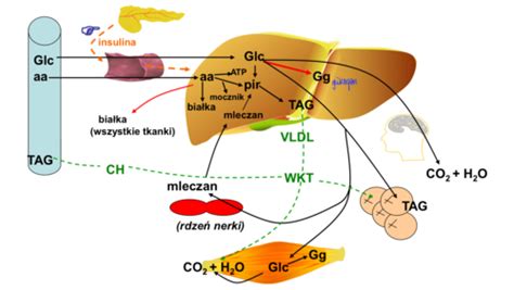 Fiszki Metabolizm Energetyczny Ca Ego Organizmu Sem Swoisto Ci