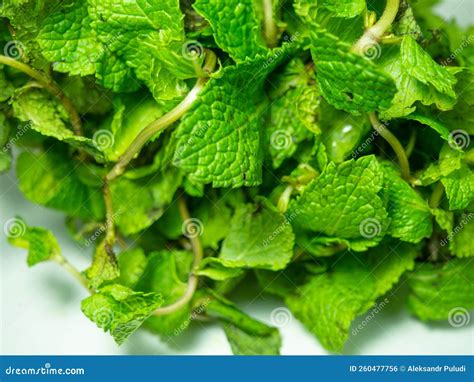 Mint Leaves On A White Background A Bunch Of Useful Grass Plant