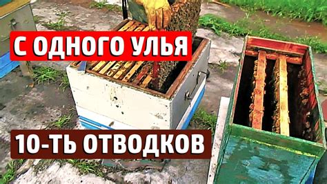 Наглядный способ быстрого расширения пасеки Отводки пчел без подсадки ...