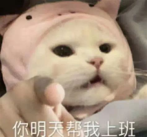 112张猫的沙雕表情包 知乎