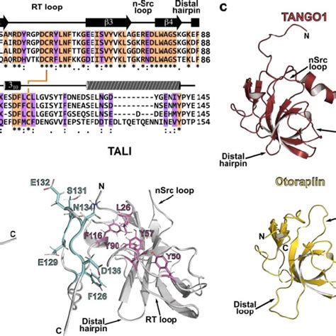 A Conserved C Terminal Helix Is Unique For Vertebrate Tango A Multiple