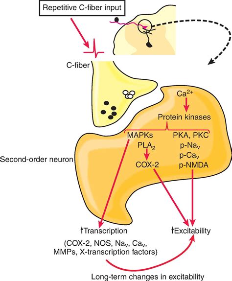 Neurochemistry Of Nociception Clinical Tree