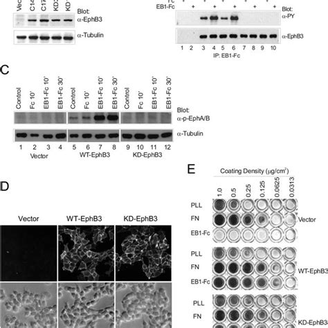 Expression Of Functional EphB3 Receptors In 293 Cells A Expression Of