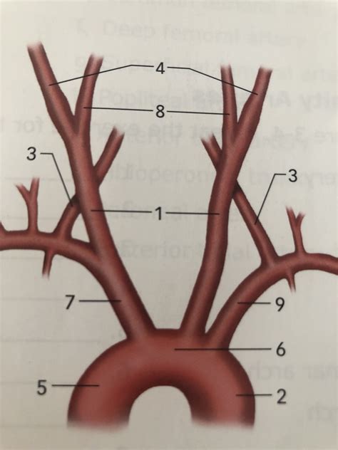 Aortic Arch Diagram Quizlet