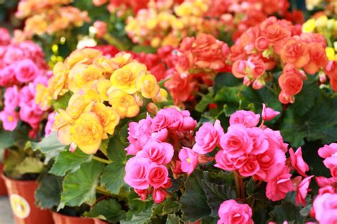 6 fleurs à planter en juillet pour un jardin coloré tout lété