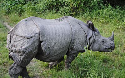 Rhinoceros - Wikipedia