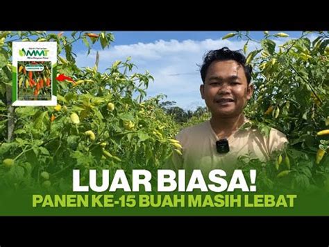 Luar Biasa Cabe Berbuah Lebat Meski Tanpa Nutrisi Susulan Pada Fase