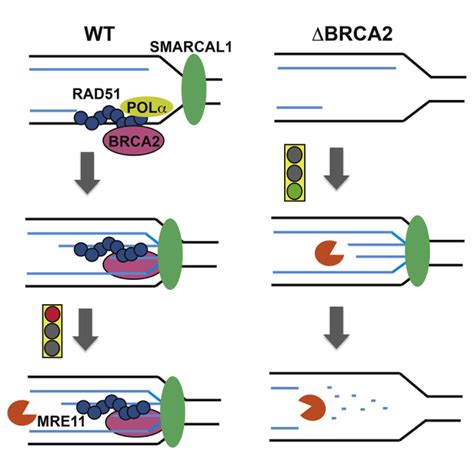 Smarcal Mediated Fork Reversal Triggers Mre Dependent Degradation Of