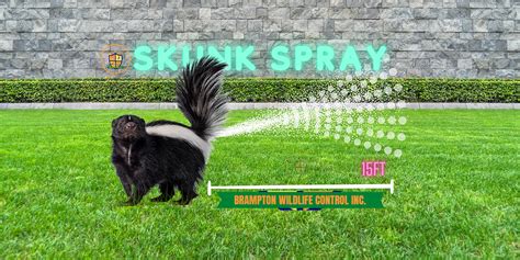 Skunks | Brampton Skunk Removal Services