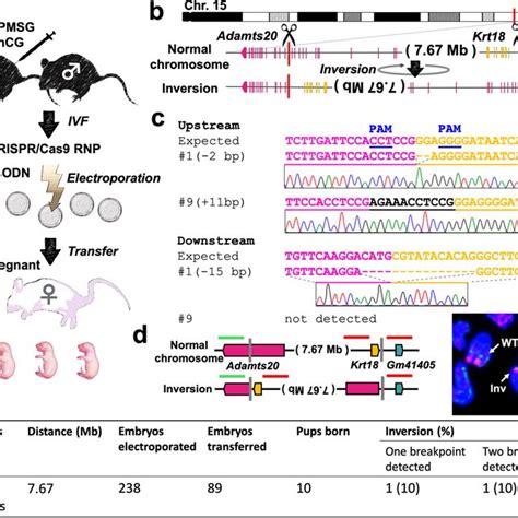 Lethal Gene Deletion In Mouse Zygotes Via Targeting The Selected Allele