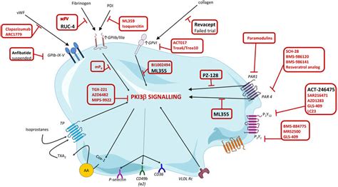 Targets And Novel Platelet Inhibitor Molecules Depicted In Red