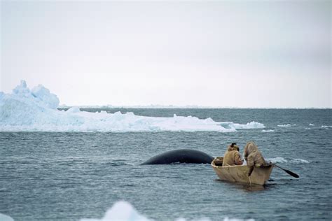 Inuit Hunting Whale