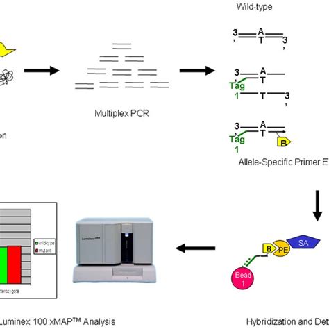 The Bead Based Assay Download Scientific Diagram