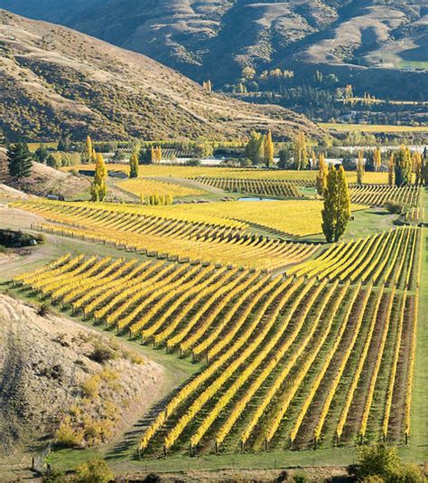 About Organic Winegrowers New Zealand Blenheim