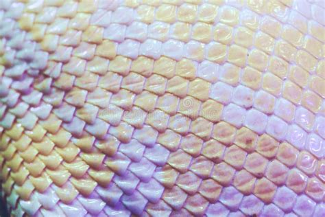 816 Snake Albino Skin Stock Photos - Free & Royalty-Free Stock Photos ...