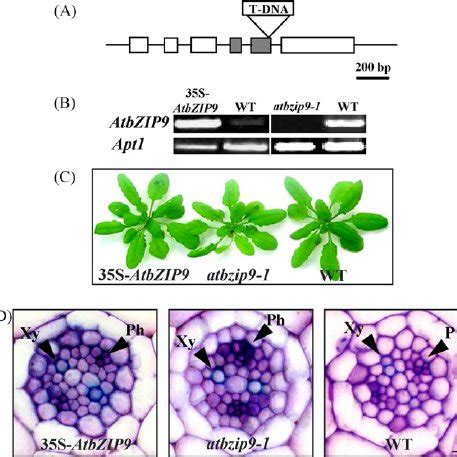 Characterization of transgenic plants expressing different levels of ...