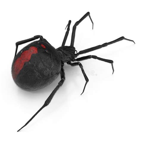 Redback Spider Stock Illustrations – 365 Redback Spider Stock ...