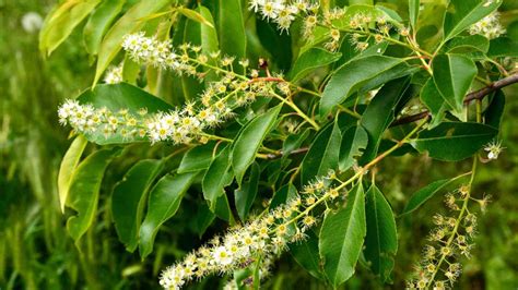 Black Cherry Tree (Prunus serotina): Growing and Care Guide