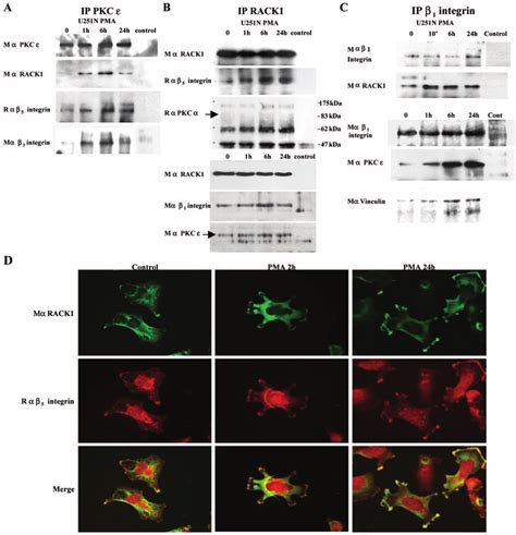Formation of a PKCRACK1integrin chain complex after PKC activation by ... 