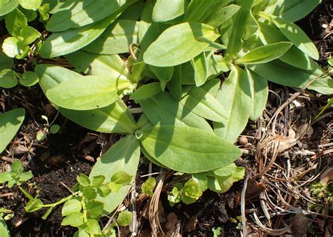 Arnica Montana Arnica Root Leopards Bane Mountain Arnica Mountain