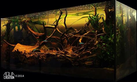 Biotope aquarium Biotope Aquarium, Reef Aquarium, Planted Aquarium ...