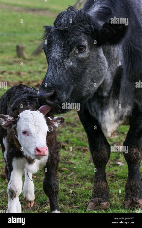 Mother Cow With Her Calf In A Field On The Farm Taken In Upright