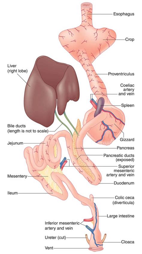 Avian Anatomy BIO321 UW L Diagram Quizlet