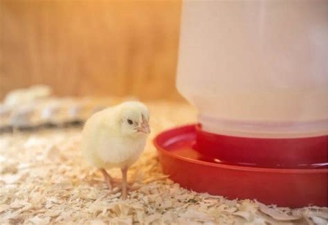 16 Diy Chicken Brooder Plans Mint Design Blog