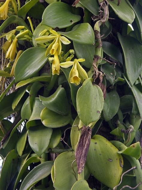 Vanilla Planifolia Or ‘flat Leafed Vanilla Is The Scientific Name