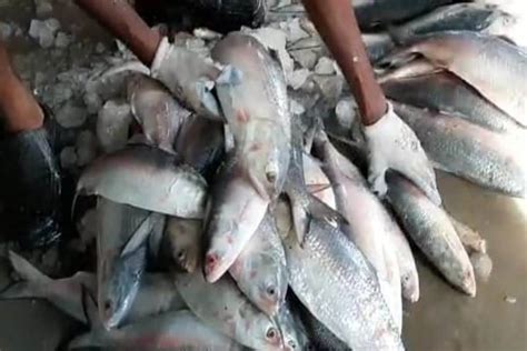 Hilsa Todays Market Price In Different Kolkata Bajar Why Ilish Fish Is