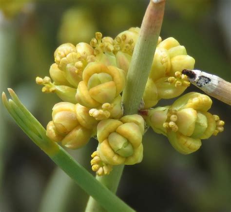 Nevada Ephedra Common Vegetation Species Carson City District Nv