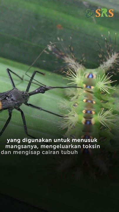 Sycanus Sp Musuh Alami Hama Ulat Pemakan Daun Kelapa Sawit Youtube