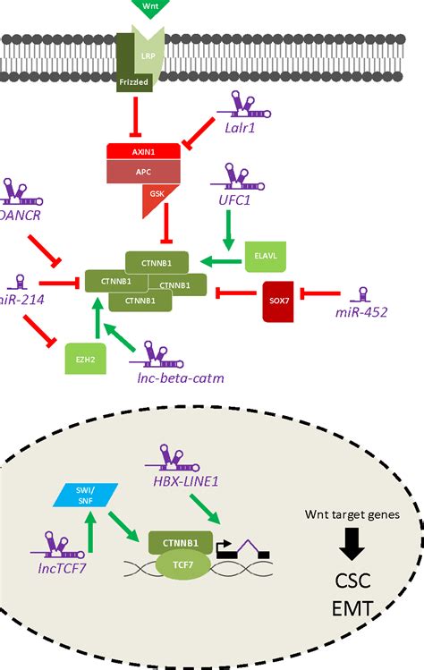 Hbx Signaling Pathway Semantic Scholar