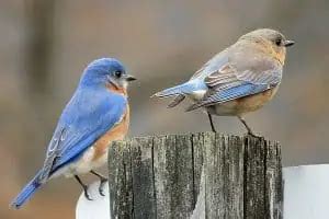 Male vs Female Bluebirds (3 Main Differences) - Bird Feeder Hub