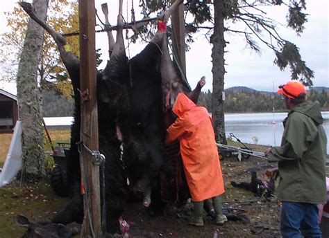 Moose Hunting Photos North Superior