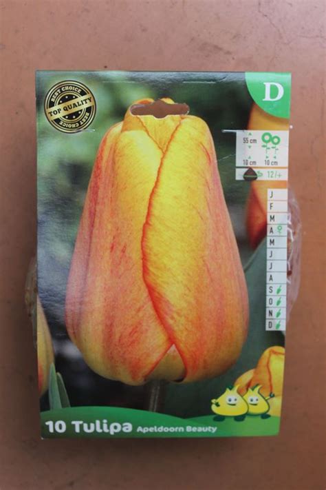 Tulipes Apeldoorn Beauty x10 Jardi Pradel Jardinerie et fleuriste à